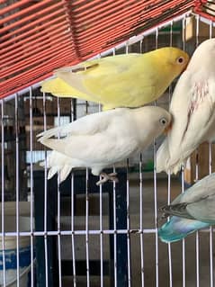 Love Birds All Mutition For Sale