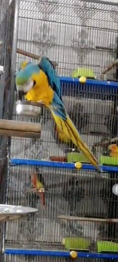 Macaw