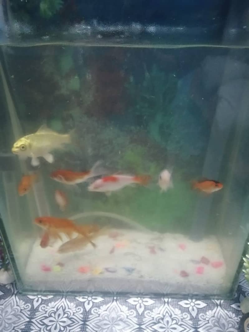 Aquarium | Fishes Aquarium | Aqua Fish / Fish aquarium for sale 4