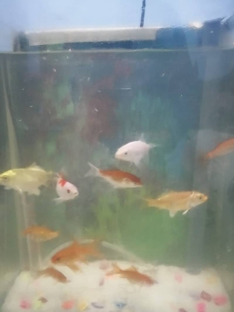 Aquarium | Fishes Aquarium | Aqua Fish / Fish aquarium for sale 5