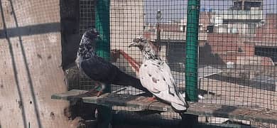 High flying pigeons/Kabuter for sale