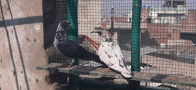 High flying pigeons/Kabuter for sale 0