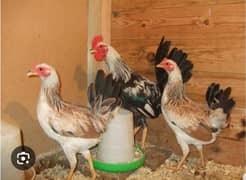 dandarvi hens