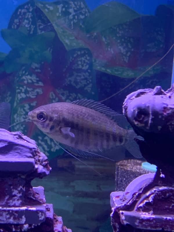 Gourami fish pairs 2