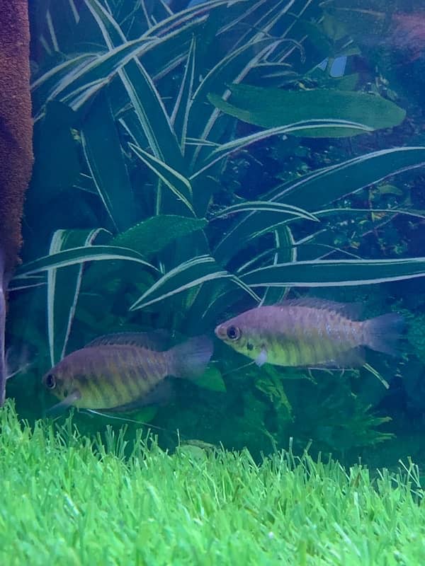 Gourami fish pairs 3