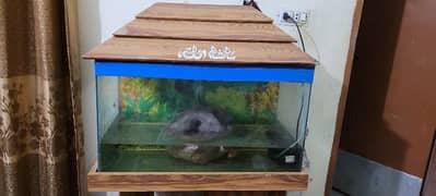 Big size of fish aquarium  reasonable  price