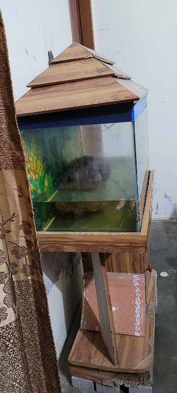 Big size of fish aquarium  reasonable  price 3