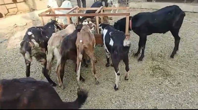 Goats complete setup for sale 1