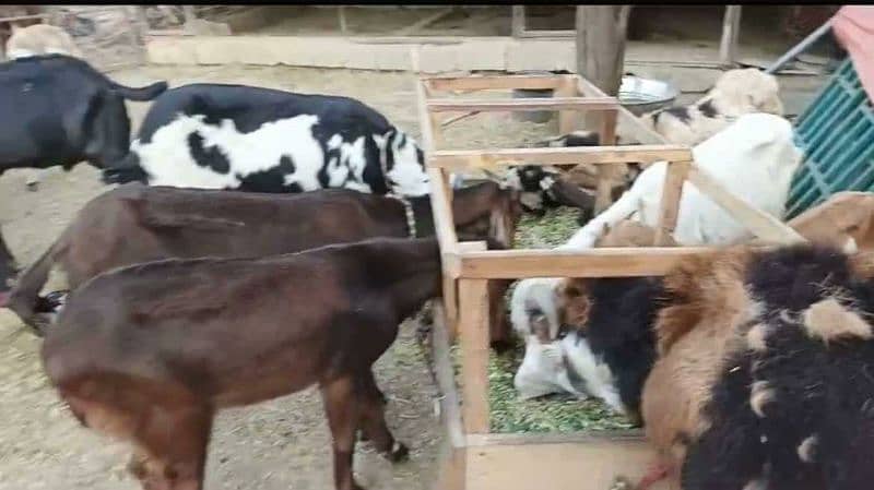 Goats complete setup for sale 3