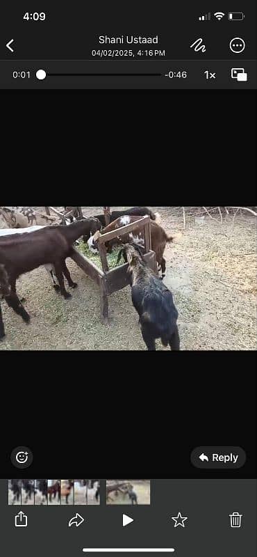 Goats complete setup for sale 4