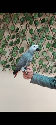 Congo African Grey Parrot Self Chick Available