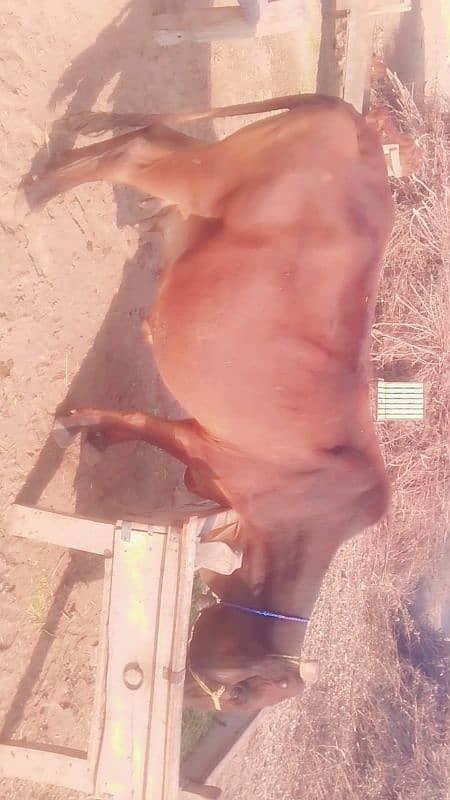 cow for sale pregnant 8,9,month 0