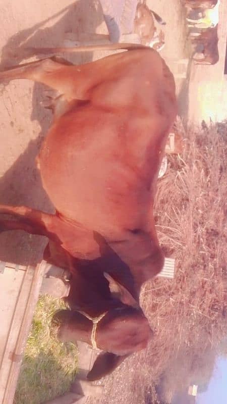 cow for sale pregnant 8,9,month 1