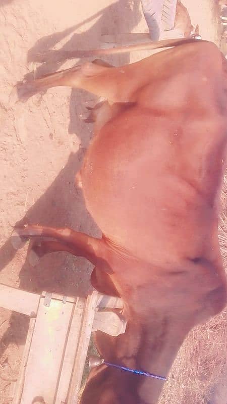 cow for sale pregnant 8,9,month 3