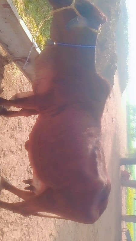 cow for sale pregnant 8,9,month 4