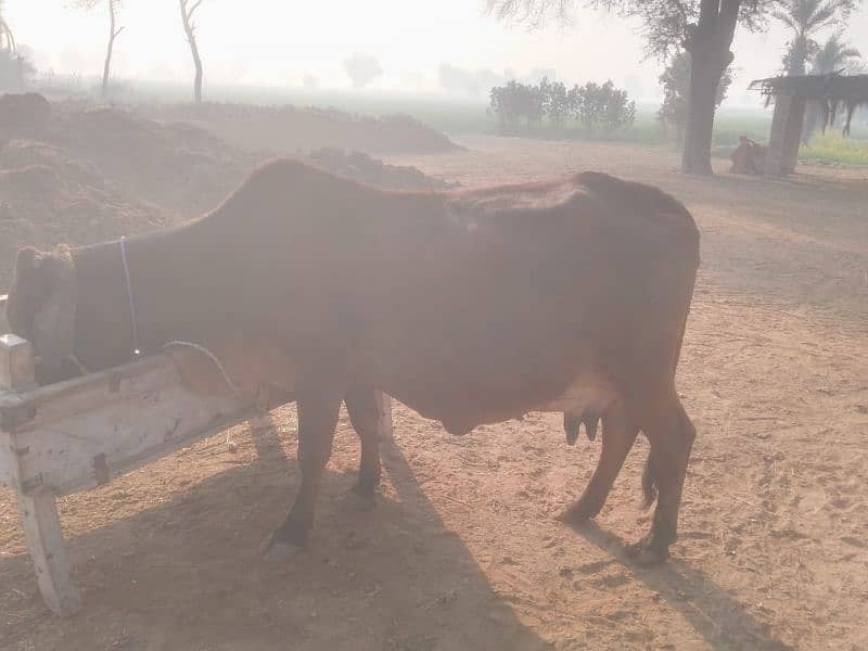 cow for sale pregnant 8,9,month 5