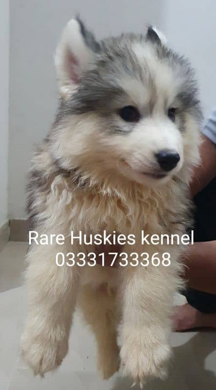 husky wooly coat puppy male 1