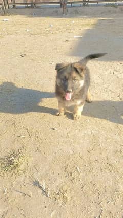 German Shepherd puppy long coat