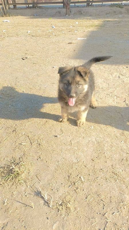 German Shepherd puppy long coat 0