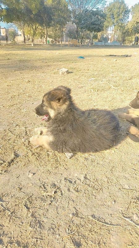 German Shepherd puppy long coat 4