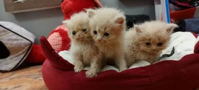 persian triple coat kitten for sale