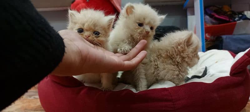 persian triple coat kitten for sale 1