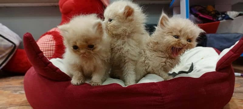 persian triple coat kitten for sale 2