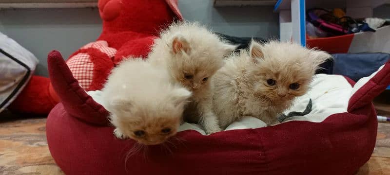 persian triple coat kitten for sale 3