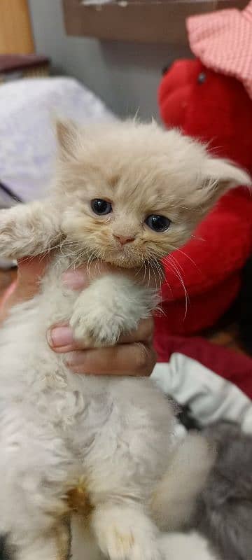 persian triple coat kitten for sale 4