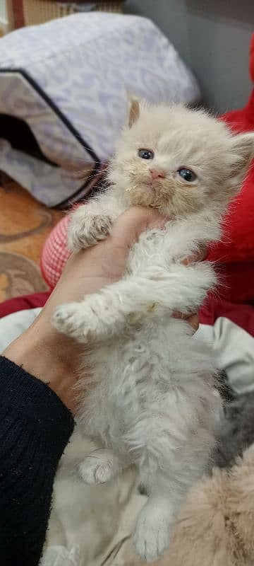 persian triple coat kitten for sale 5