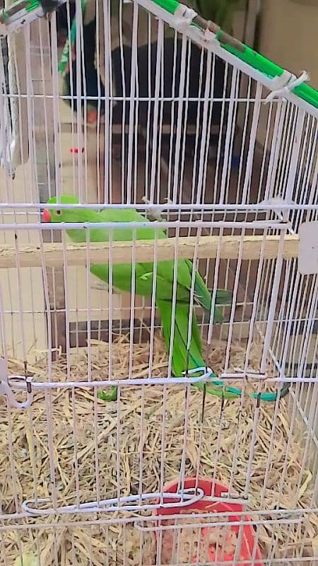 great green parrot 0