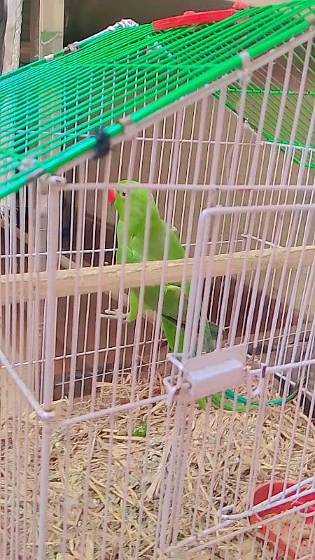 great green parrot 1