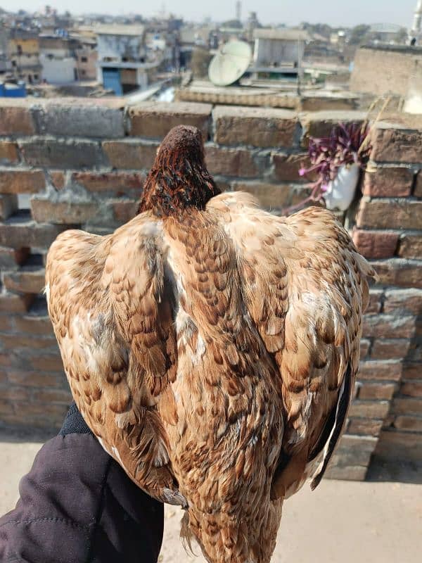 aseel murga murgi and chick's for sale 3