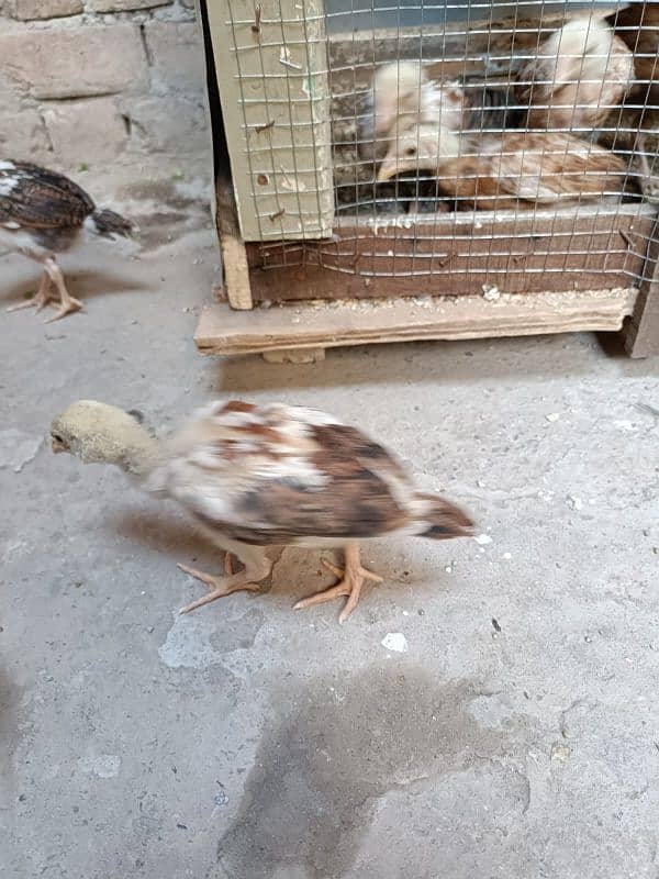 aseel murga murgi and chick's for sale 6