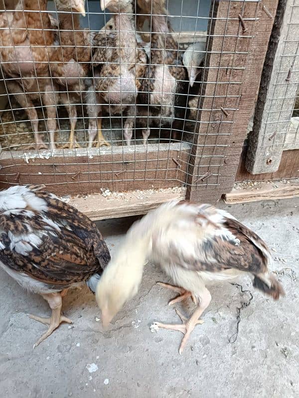 aseel murga murgi and chick's for sale 7