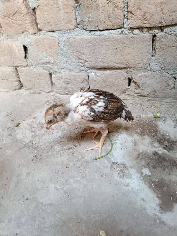 aseel murga murgi and chick's for sale 8