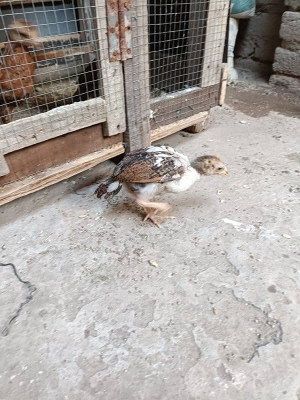 aseel murga murgi and chick's for sale 10