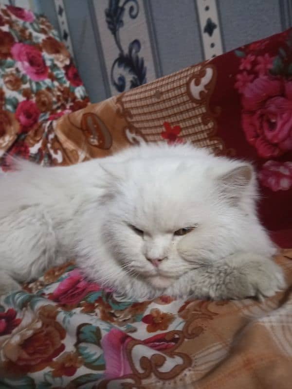 Persian cat 5