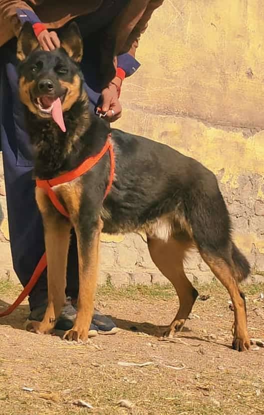 Alsation bagyari security dog for sale/ Alsation bagyari 1