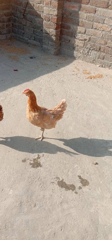 golden and aseel hen for sale 0