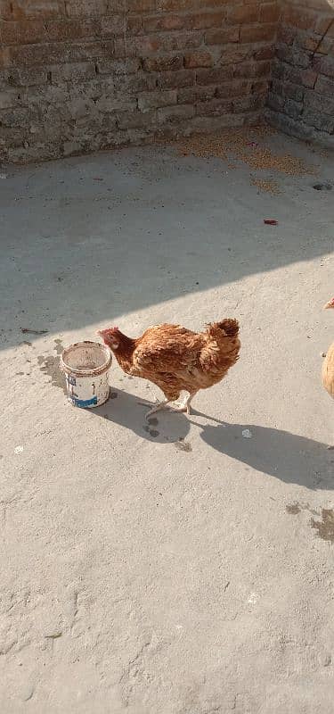 golden and aseel hen for sale 1