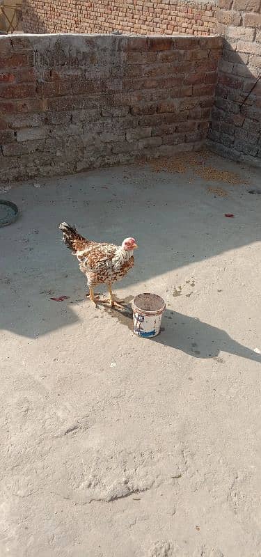 golden and aseel hen for sale 2