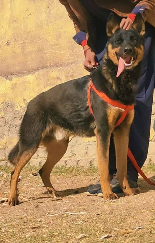 : Alsation bagyari security dog for sale/ Alsation bagyari 1