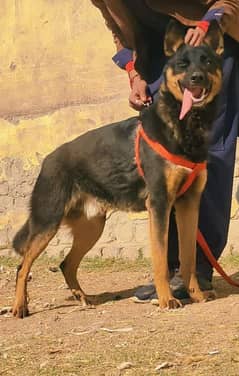 : Alsation bagyari security dog for sale/ Alsation bagyari