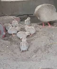 Teetar chicks available for sale