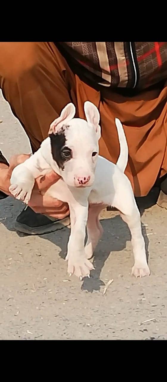 Kohati Gultair Male Puppy / Kohati Gultair Dog 0