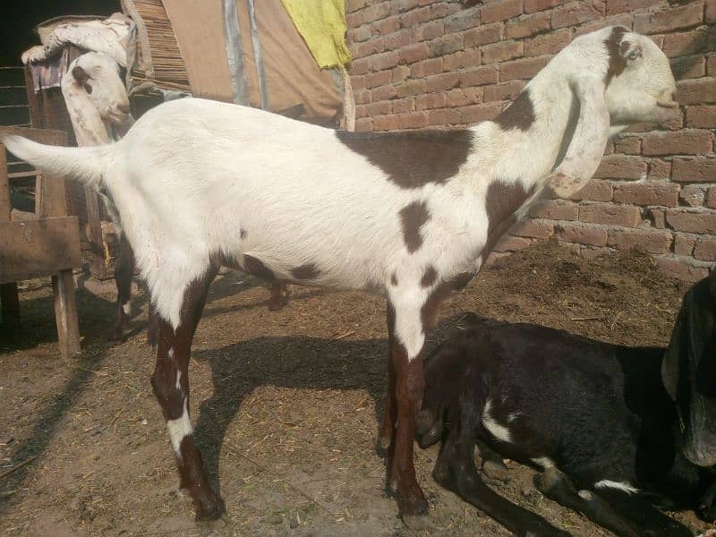 Nagra or Rajan puri breed 5