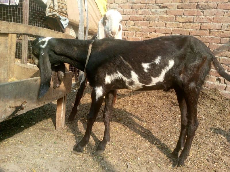 Nagra or Rajan puri breed 6