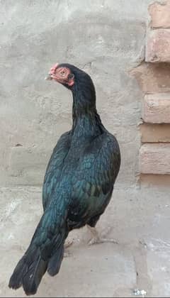 Thai and mianwali Cross aseel female for sale