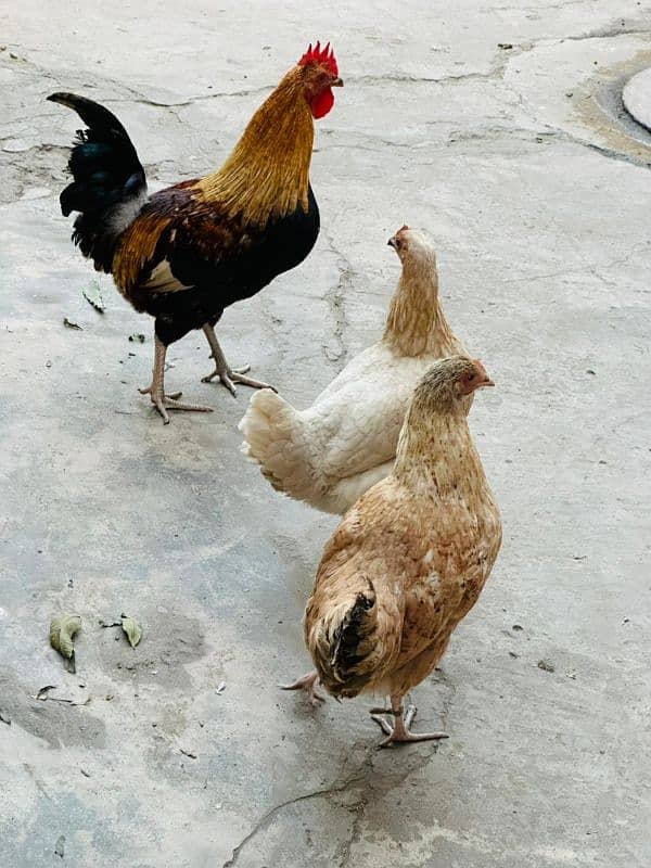 Hens For Sale 2